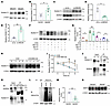 WDR26 interacts with RUNX1T1 to enhance its ubiquitination, thereby regulat