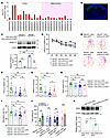 AAV-shRunx1t1-GFP treatment rescues impaired behaviors in Wdr26+/– mice.