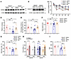 Risperidone upregulates WDR26 and ameliorates behavioral impairments in Wdr
