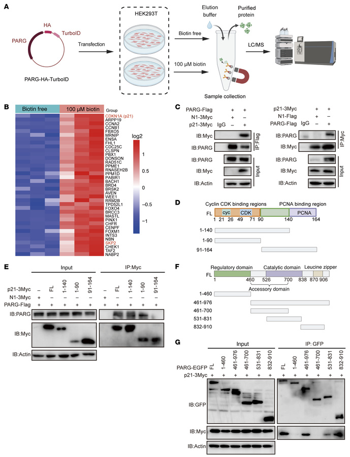 PARG interacts with p21.
(A) Flowchart of the TurboID proximity labeling...