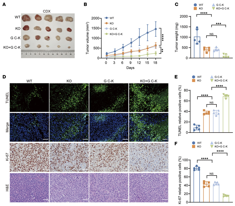 PARG deficiency enhances GC tumor sensitivity to GC-K.
(A) Tumor plots o...