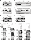 PARG drives p21 proteasomal degradation by removing its PARylation.