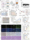 High-throughput screening identifies G C-K as synergistic lethal with PARG