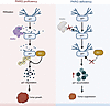 A mechanistic model of PARG-p21 axis in cancer progression.