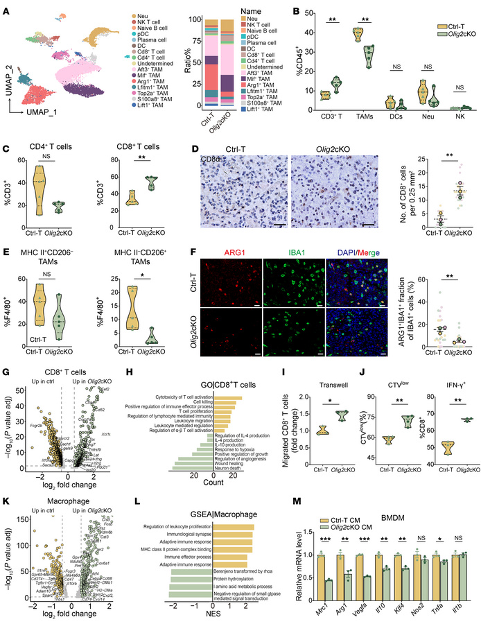 OLIG2 deletion enhances T cell activation and inhibits protumor TAMs in ...
