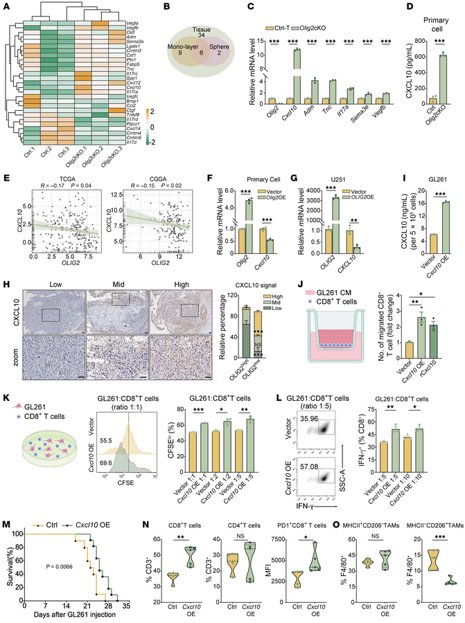 CXCL10 promotes antitumor immune response of CD8+ T cells.
(A) Heatmap s...