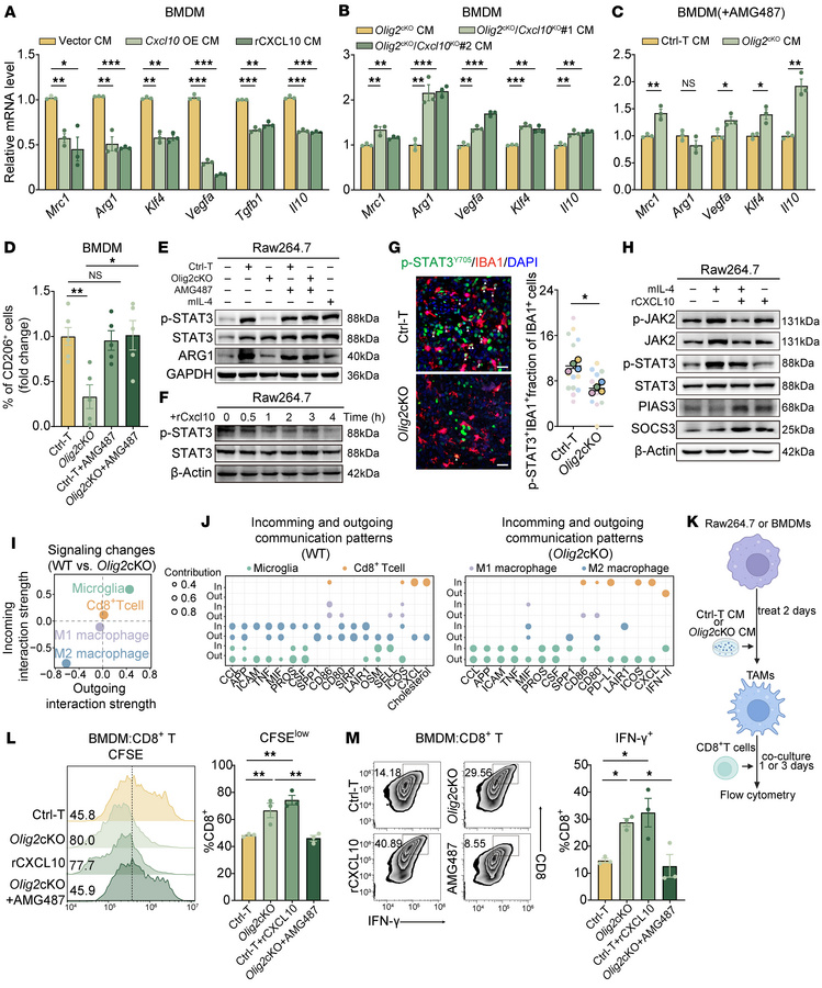 CXCL10 reduces M2-like polarization of macrophages by inhibiting STAT3 s...