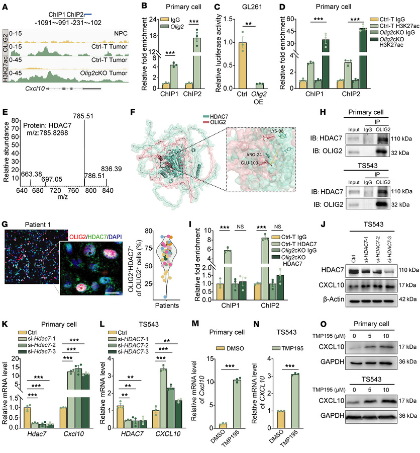 OLIG2 recruits HDAC7 to inhibit CXCL10 expression in GBM cells.
(A) IGV ...