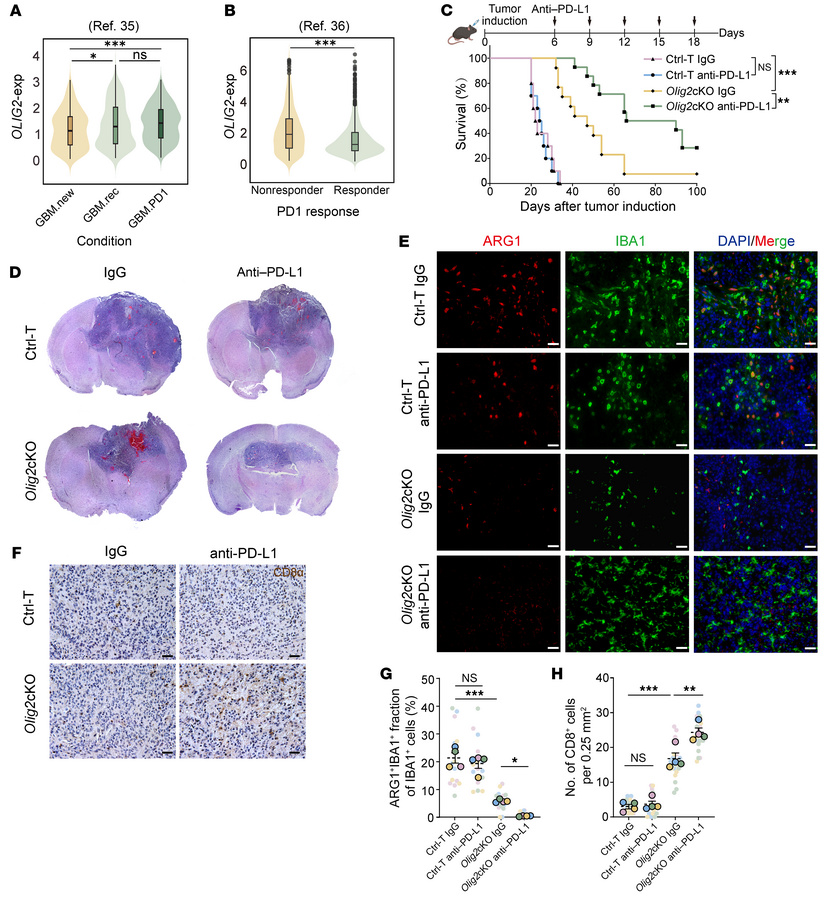 OLIG2 deficiency strengthens the effects of anti–PD-L1 therapy in GBMs.
...
