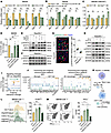 CXCL10 reduces M2-like polarization of macrophages by inhibiting STAT3 sign