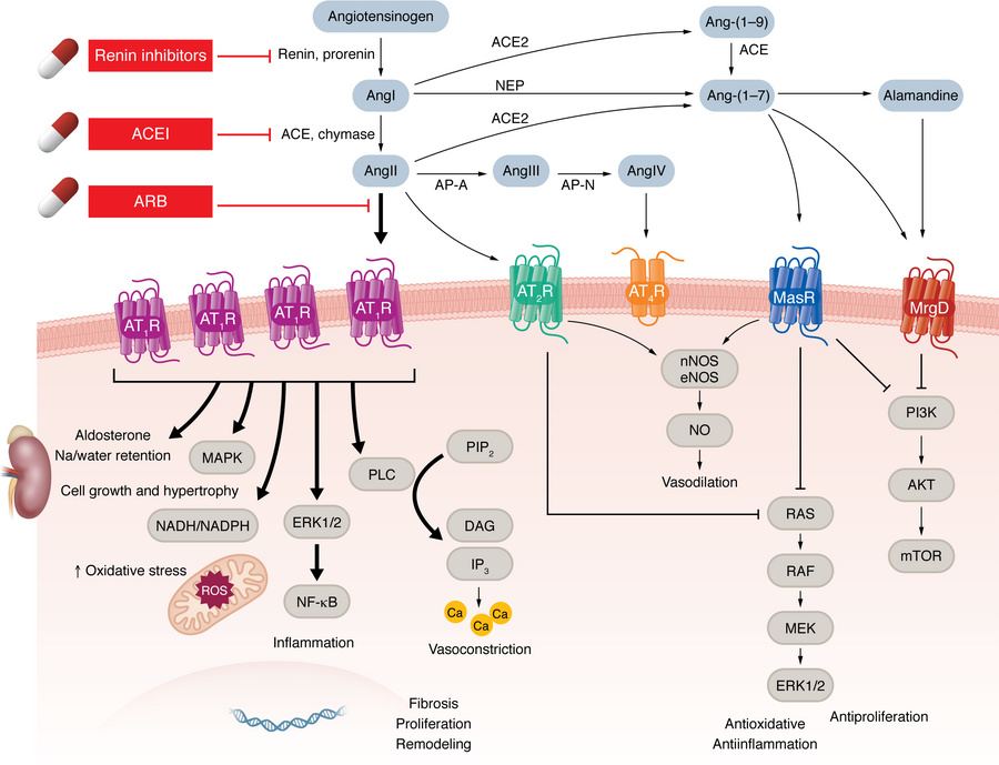 Summary of the renin-angiotensin-aldosterone system.
As the first and ra...
