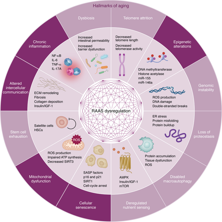 Dysregulated renin-angiotensin-aldosterone system and hallmarks of aging...