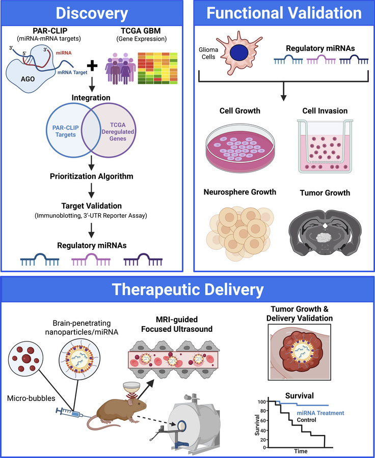 graphical abstract