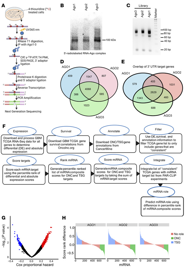 Identification and prioritization of regulatory miRNAs in glioblastoma.
...