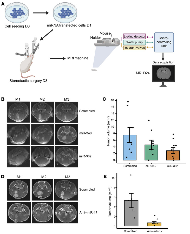 miR-340, miR-382, and miR-17 regulate in vivo tumor growth.
(A) Schemati...