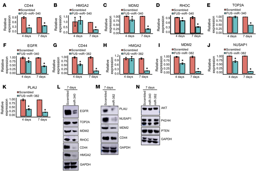 In vivo target repression and durability following MRIgFUS-mediated deli...