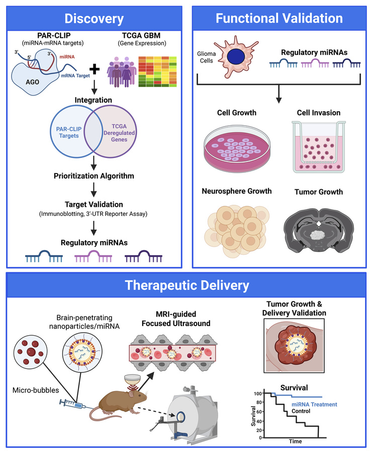graphical abstract