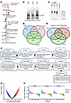 Identification and prioritization of regulatory miRNAs in glioblastoma.