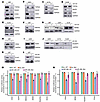 Validation of miR-340 and miR-382 targets in glioblastoma cells and patient