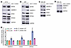 Validation of miR-17 targets in glioblastoma cells and patient-derived stem