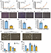 Effects of miR-17 inhibition on cell proliferation, invasion, and neurosphe