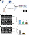 miR-340, miR-382, and miR-17 regulate in vivo tumor growth.