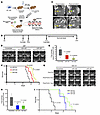 Inhibition of in vivo glioma growth through MRI-guided focused ultrasound,