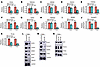 In vivo target repression and durability following MRIgFUS-mediated deliver