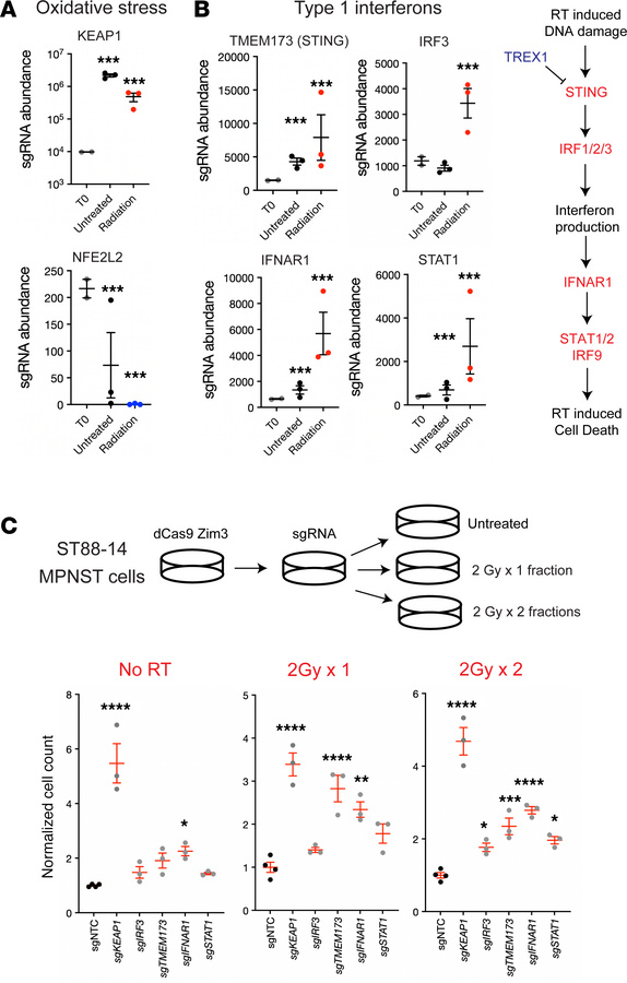 Type I IFN signaling suppression is sufficient for radioresistance in MP...