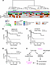 Microenvironmental composition is predictive of the RT response in a human