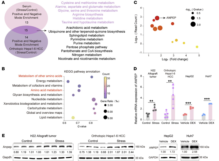 Chronic stress reprograms amino acid metabolism and upregulates ANPEP ex...