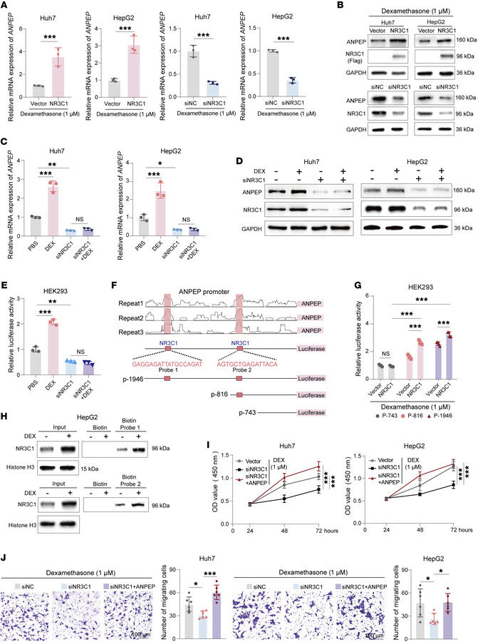 Chronic stress promotes ANPEP transcription through NR3C1 activation.
(A...