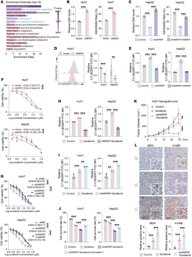 ANPEP enhances GSH levels to reduce sorafenib sensitivity of liver cance...