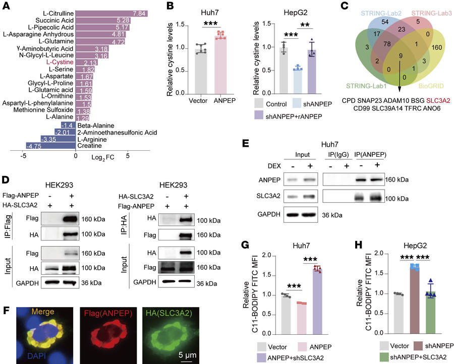ANPEP interacts with SLC3A2 to upregulate intracellular l-cystine and in...