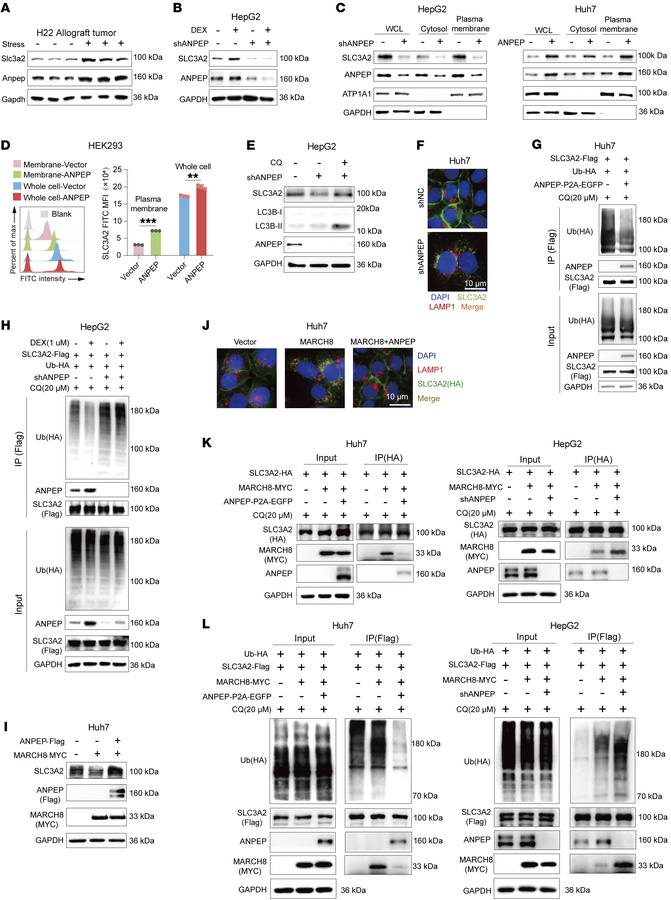 ANPEP stabilizes SLC3A2 by blocking MARCH8-mediated lysosomal dependent ...
