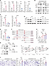 Chronic stress promotes ANPEP transcription through NR3C1 activation.
