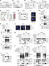 ANPEP stabilizes SLC3A2 by blocking MARCH8-mediated lysosomal dependent deg