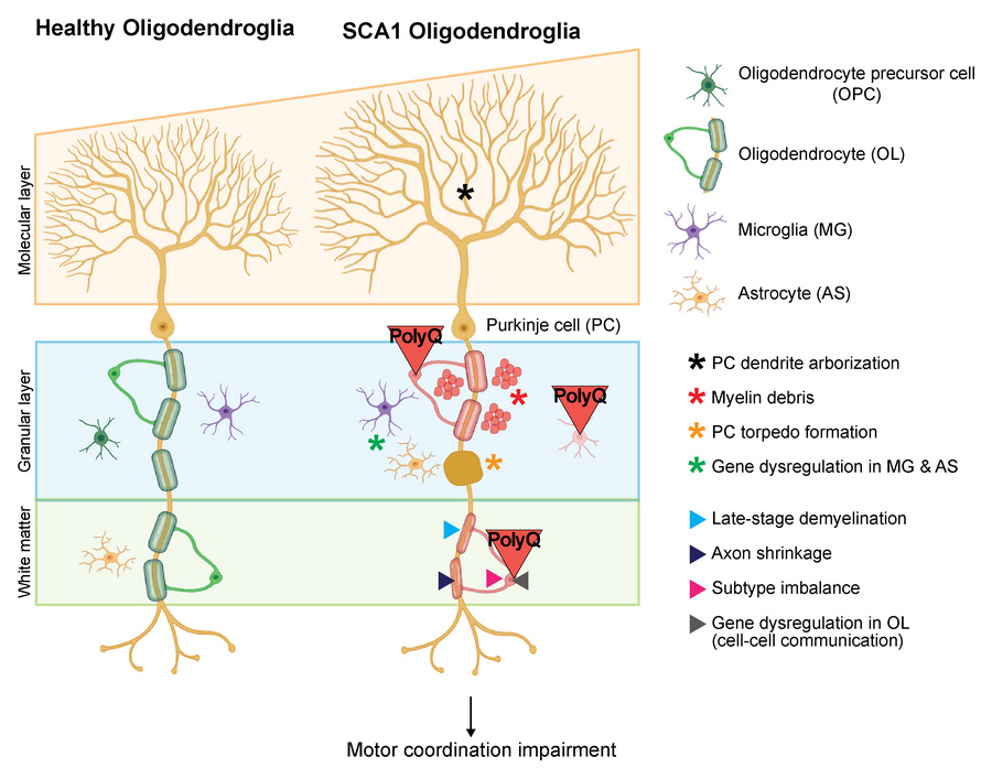graphical abstract