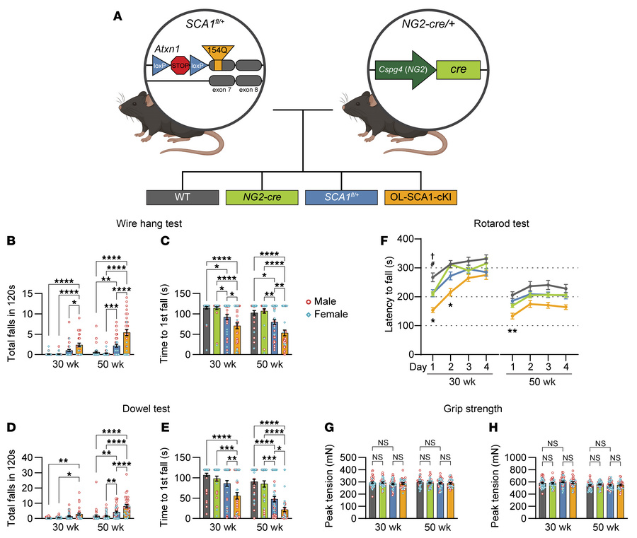 Mutant ataxin-1 expression in oligodendroglia induces SCA1-related motor...