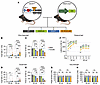 Mutant ataxin-1 expression in oligodendroglia induces SCA1-related motor de