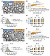 Myelin dysregulation and PC axon shrinkage in OL-SCA1-cKI mice.