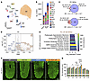 Non-cell-autonomous molecular and cellular PC response to OL-induced dysfun