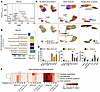 OL subtype imbalance and dysfunction drive SCA1 pathogenesis.