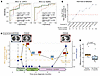 Detection and monitoring of tRCC using cf-ChIP.