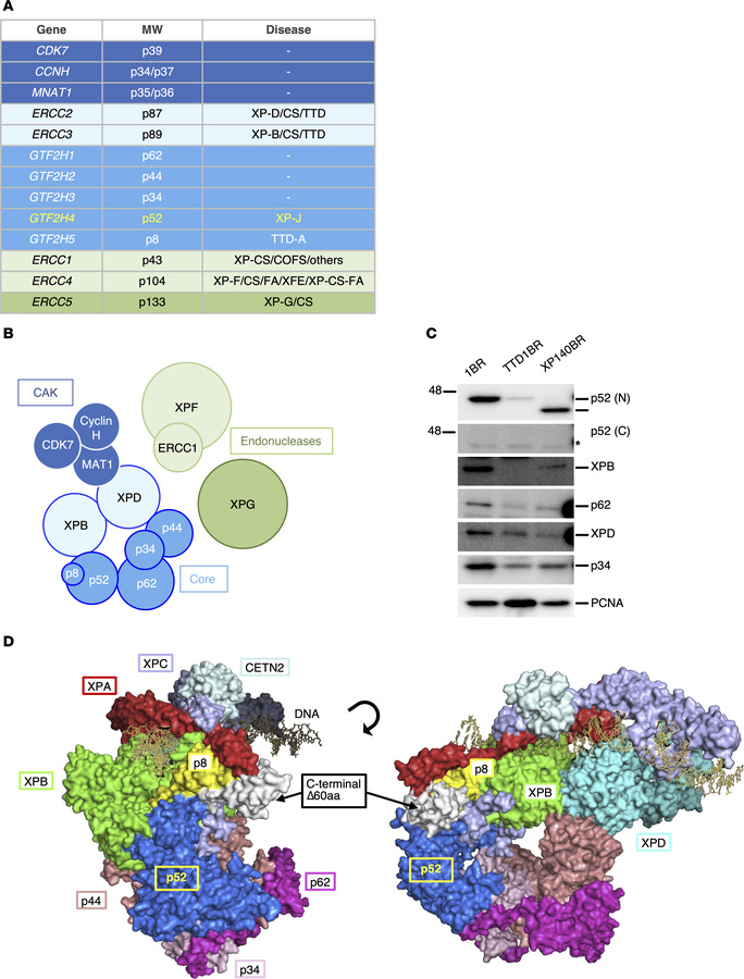 The TFIIH subunits and their associated NER-deficiency disorders.
(A) Ta...