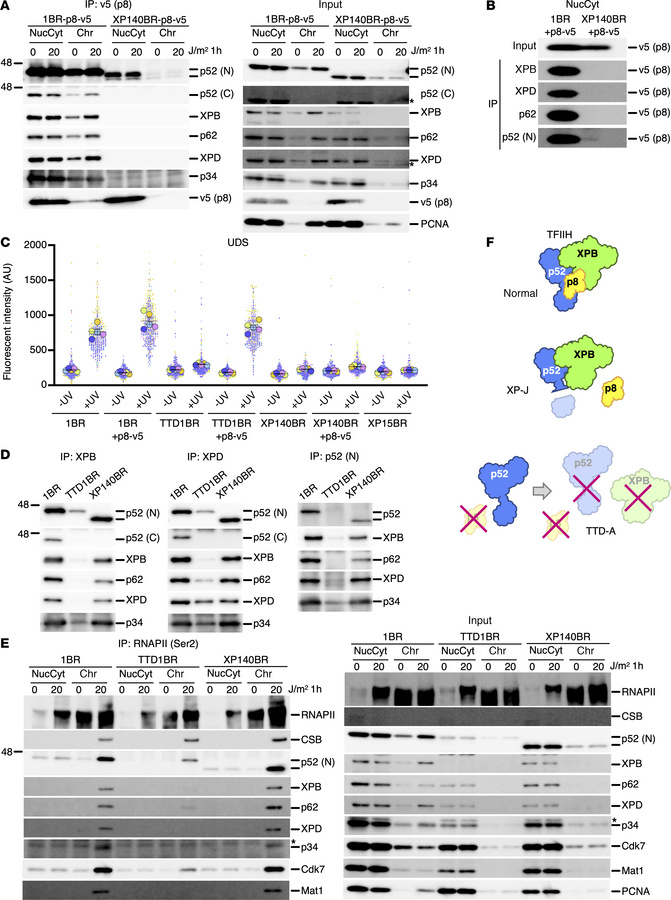 TFIIH-p8 is missing in XP-J cells, but the p52 C-terminal truncation com...