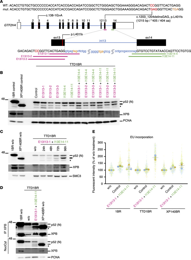 Artificial antisense oligonucleotides (ASOs) designed to induce GTF2H4 a...