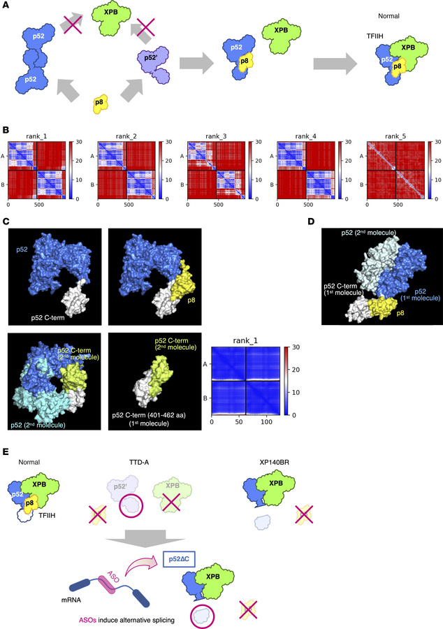 A model for the p52 C-terminal self-inhibitory structure.
(A) The full l...
