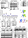 TFIIH-p8 is missing in XP-J cells, but the p52 C-terminal truncation compen