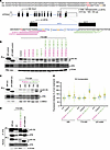 Artificial antisense oligonucleotides (ASOs) designed to induce GTF2H4 alte